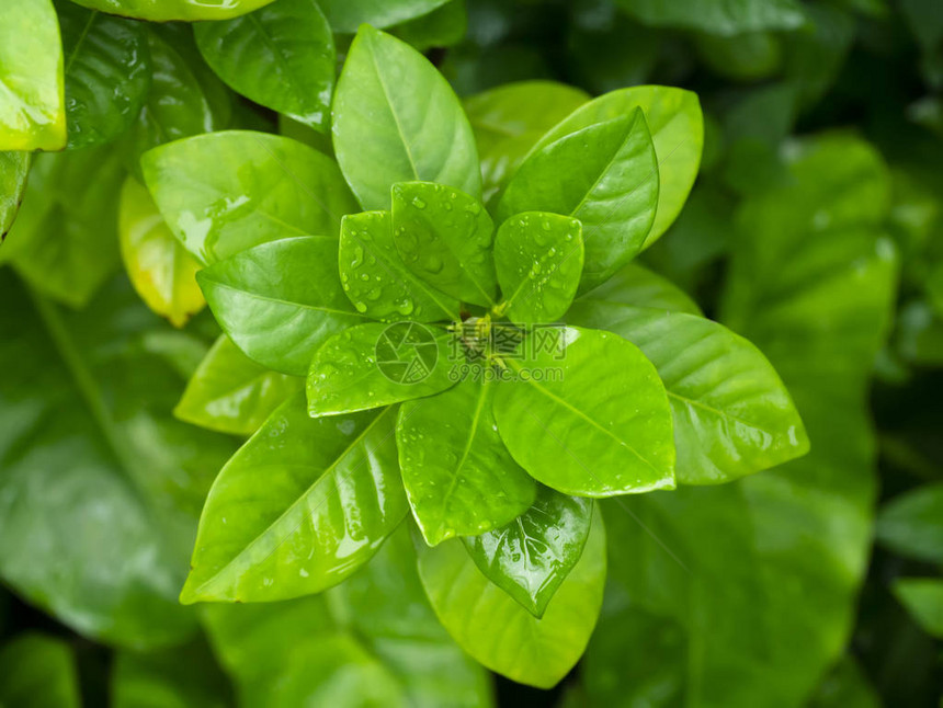 叶子上有雨滴的栀子树图片