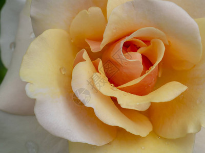 关闭软的橙色玫瑰花背景图片