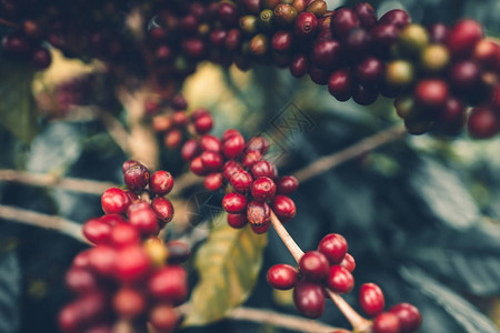 樱桃咖啡优质红咖啡豆茂盛的咖啡树图片