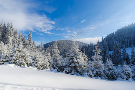 山上阳光明媚的日落林中有雪图片
