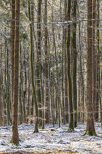森林中冬季的口琴树背图片