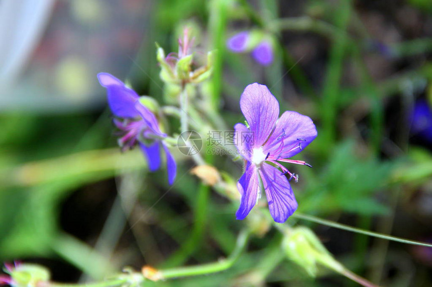 鲜花和紫花图片