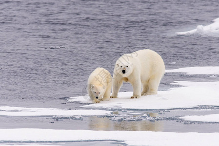 北极熊Ursusmaritimus母亲和幼熊在挪威斯瓦尔巴北极图片