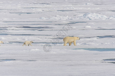 北极熊母亲Ursusmaritimus和在挪威斯瓦尔巴北极以北冰图片