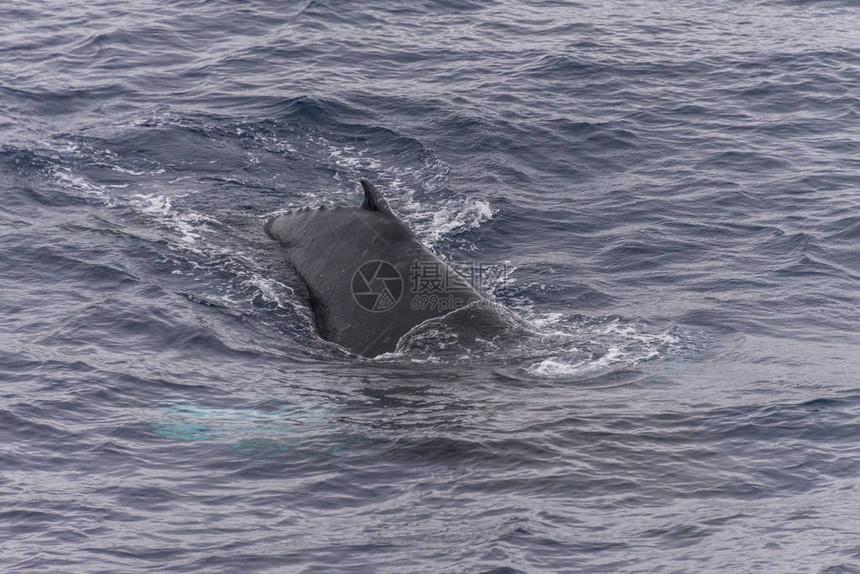 座头鲸侥幸与背景上的冰山图片