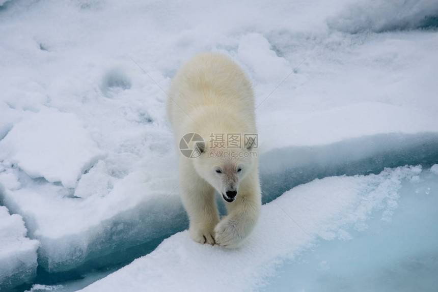 挪威斯瓦尔巴北极以北冰块上北极熊Ursusmariti图片