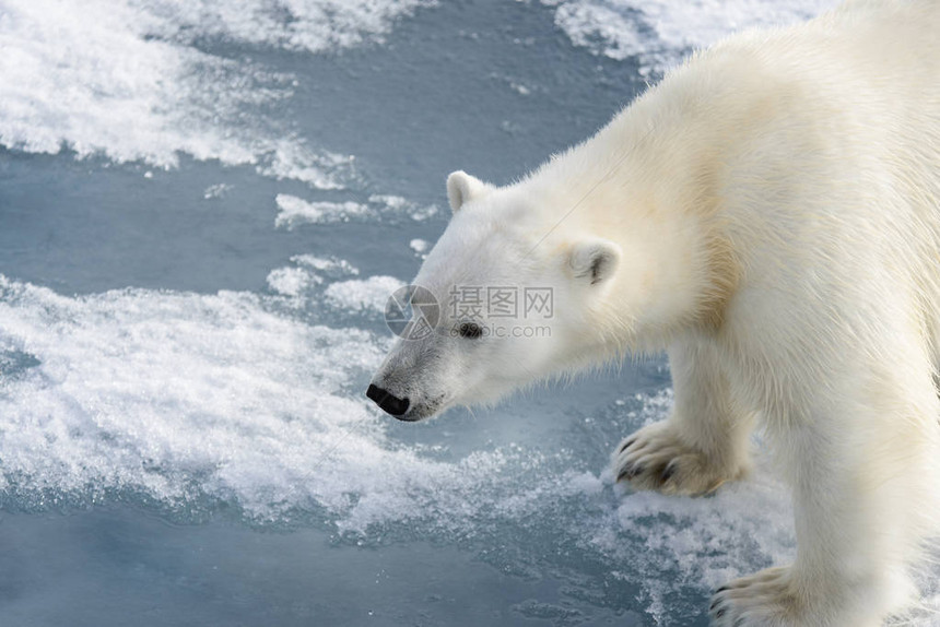 北极熊Ursusmaritimus在斯匹茨图片