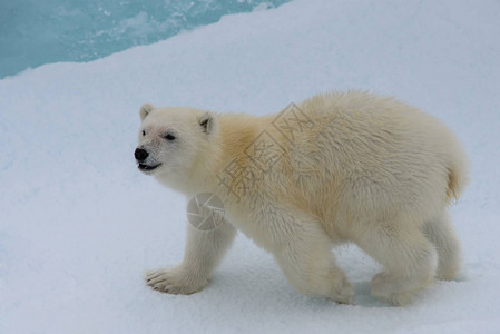 斯瓦尔布以北冰块上的北极熊Ursusmariti图片