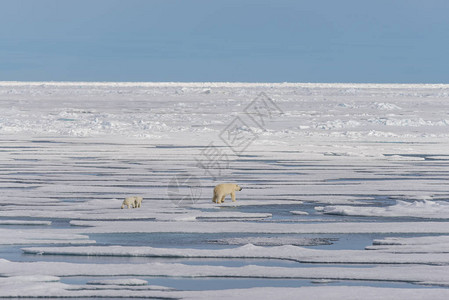 北极熊母亲Ursusmaritimus和在挪威斯瓦尔巴北极以北冰图片