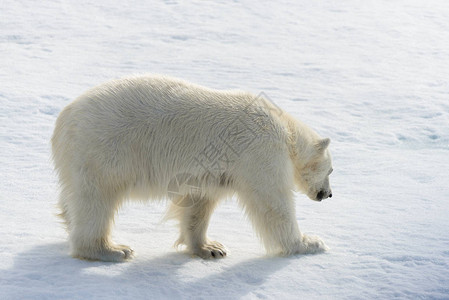 北极熊Ursusmaritimus在斯匹茨图片