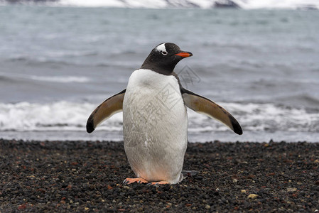 巴布亚企鹅在大自然中图片