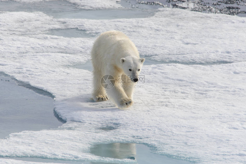 北极熊Ursusmaritimus在斯匹次卑尔根岛以北的浮冰上图片