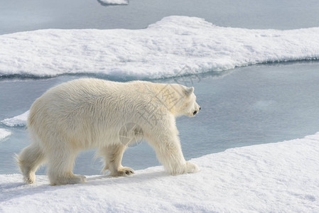 北极熊Ursusmaritimus在斯匹茨高清图片