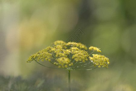 黄色茴香植物的特写图片