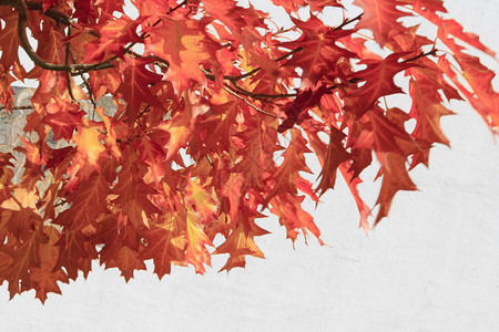 橡树枝上红秋叶的特写图片
