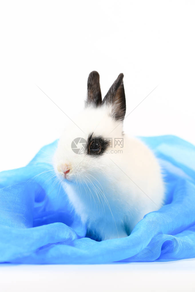 可爱的白色和黑色小荷兰侏儒兔的特写可爱图片