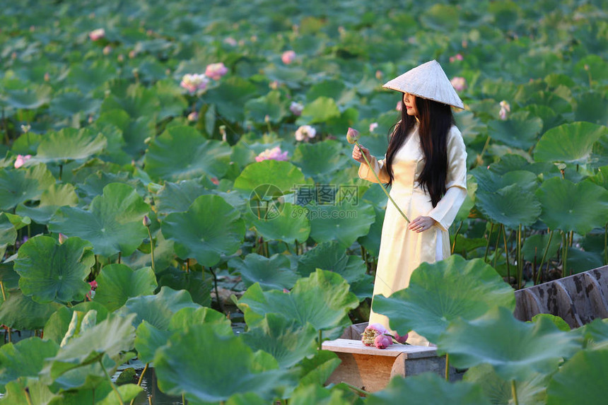 身着黄白裙子的越南女人在莲花池中用木头图片