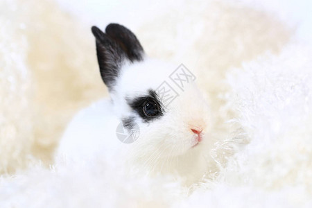 白色背景上可爱的白小兔图片