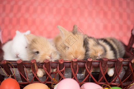 新出生的小兔子粉红背景带多彩图片