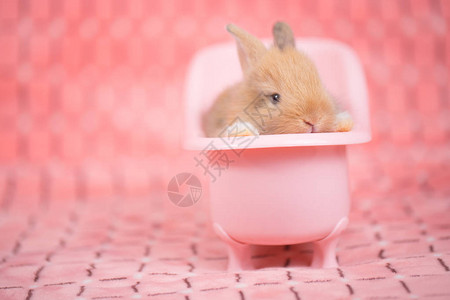 可爱的小兔子在粉红色的浴缸里图片