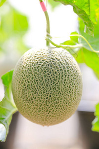 新鲜和善待日本甜瓜在温室中的青瓜哈密瓜农场甜美著名的日图片