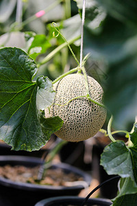 新鲜和善待日本甜瓜在温室中的青瓜哈密瓜农场甜美著名的日背景图片