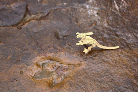 潮湿岩石上的恐龙足迹在古代侏罗纪动物内有水图片