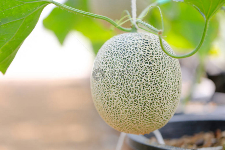 新鲜和善待日本甜瓜在温室中的青瓜哈密瓜农场甜美著名的日图片