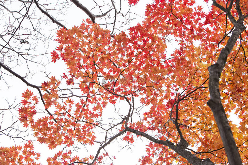 背景上有叶子的枫树图片