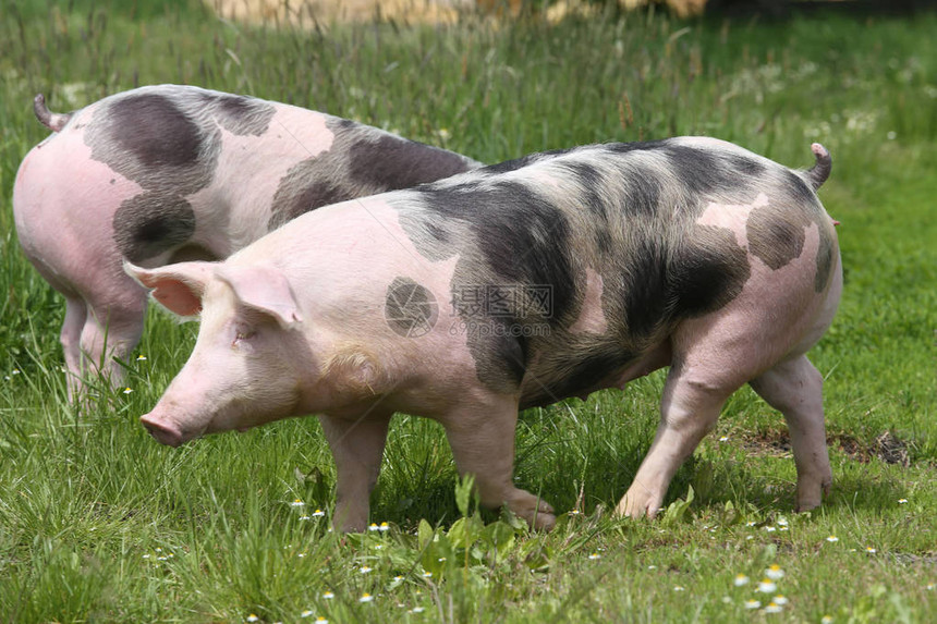 皮特兰品种猪在草地上的新鲜绿草上吃草吃草在绿色草甸夏令时图片