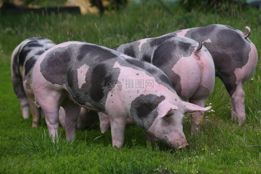 斑点的pietrian品种猪在牧场上的动物农场放牧吃草在绿色草甸夏令时图片