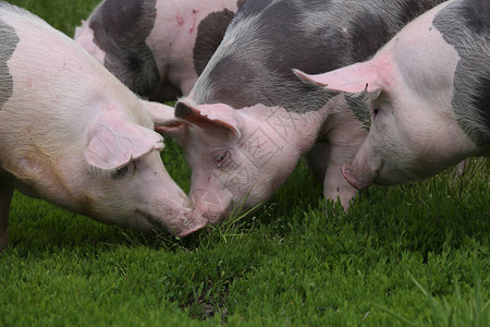 健康的年轻小猪在青草地上放牧在青草原上撒图片