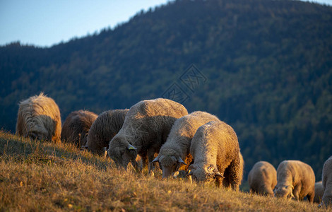 秋季山中的羊群图片