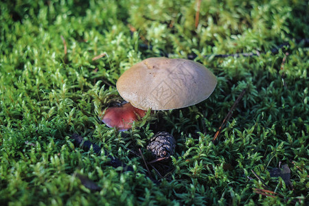 新鲜的蘑菇在森林里图片