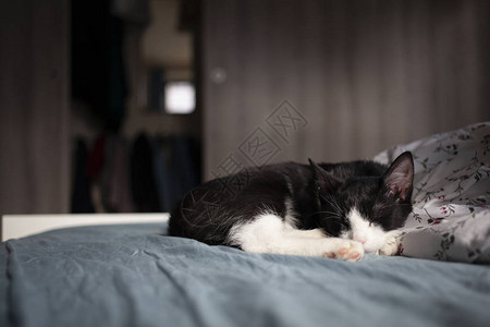 睡在床上的可爱小猫图片