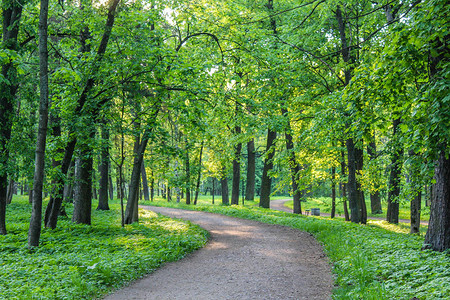 夏季公园通道绿树石头通道新鲜空气中行走夏季图片