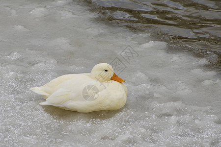 一只美丽的白鸭子在冰雪覆盖的湖面上散步图片