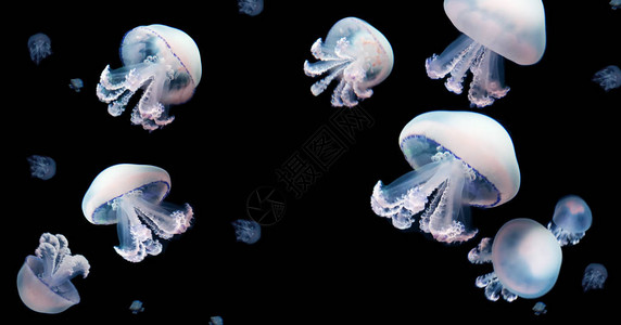 Jellyfishmedduse动物背景动物背景黑水下图片