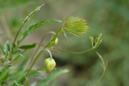 金铁线莲花蕾和种子头拉丁名Clematistan图片