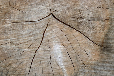 切割树干的木质纹理特写图片