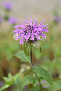 蜜蜂香膏Violacea拉丁名MonardadidymaVi图片