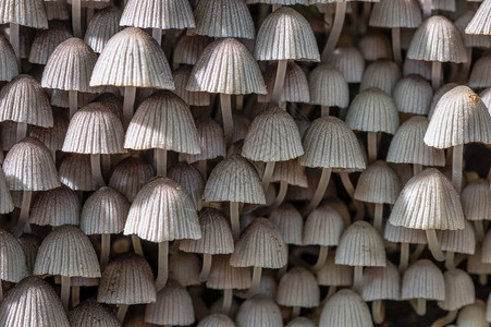 蘑菇Mycenaarcangelia图片