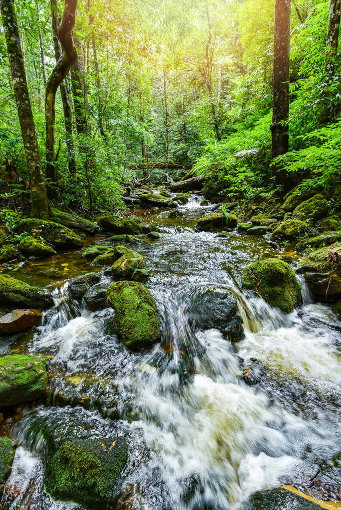 植物热带溪流瀑布森林自然绿色植物树雨林热带丛林小瀑布河流与山石流早晨景观图片