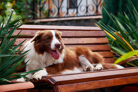 狗边境Collie躺在长图片