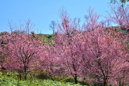 野生喜马拉雅樱桃开花粉红色的樱花或樱花树图片