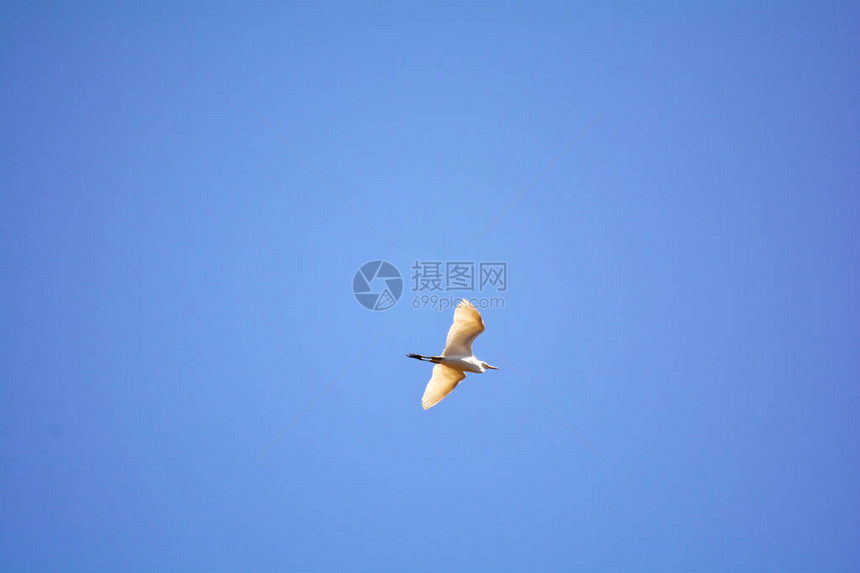 鸟儿在空中飞行一只白鸟在蓝图片
