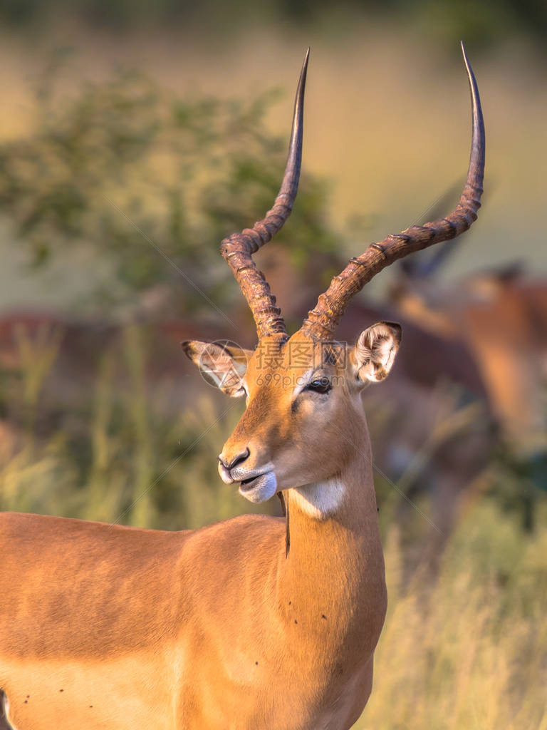 南非克鲁格公园的黑斑羚Aepycerosmelampus雄动物图片