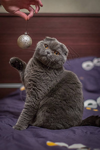 猫玩圣诞球图片