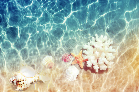 夏季沙滩上海水中的贝壳和海珊瑚夏季背图片