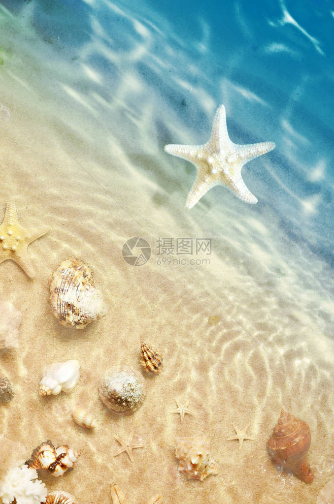 海星和海贝在夏季沙滩上海水中夏天背图片